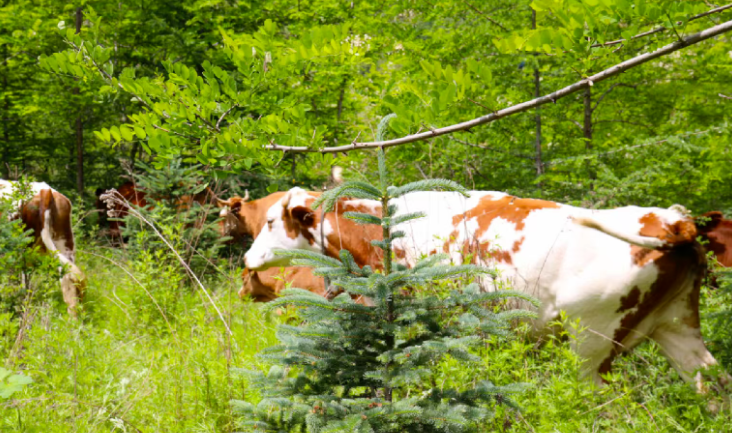 中國對進口牛肉實施三年保障措施，將會影響哪些行業(yè)？